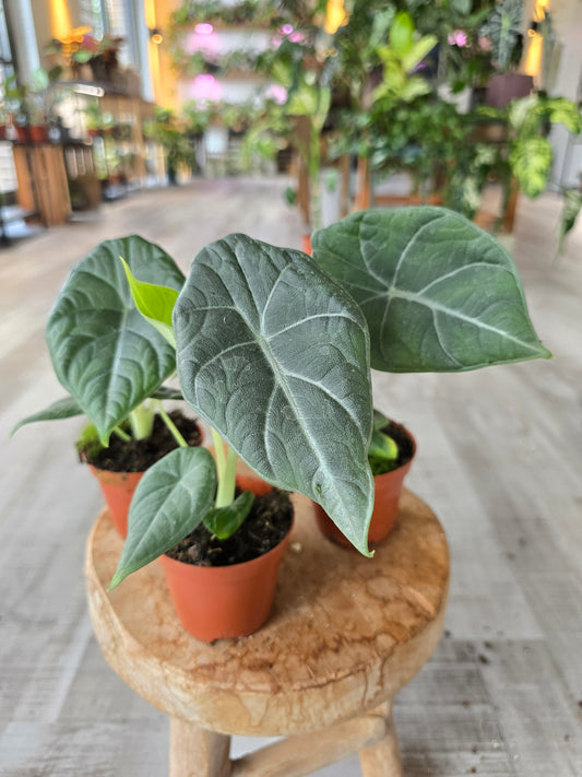 Alocasia Maharani
