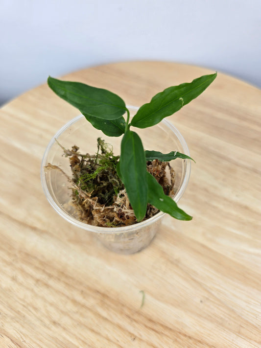 Monstera Obliqua Peru (JP)