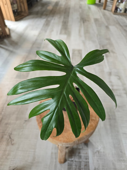 Philodendron Mayoi (JP)
