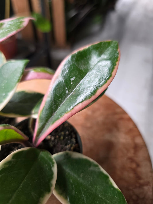 Hoya carnosa 'Flamingo Dream' 'S'