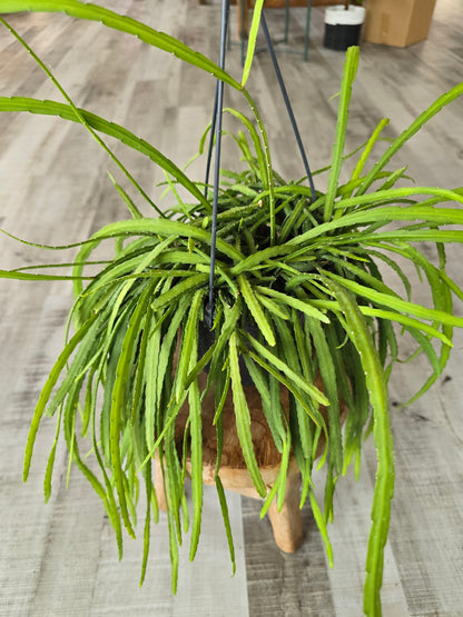 Lepismium bolivianum (syn. Pfeiffera boliviana)