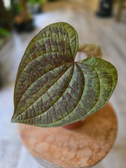 Dioscorea discolor