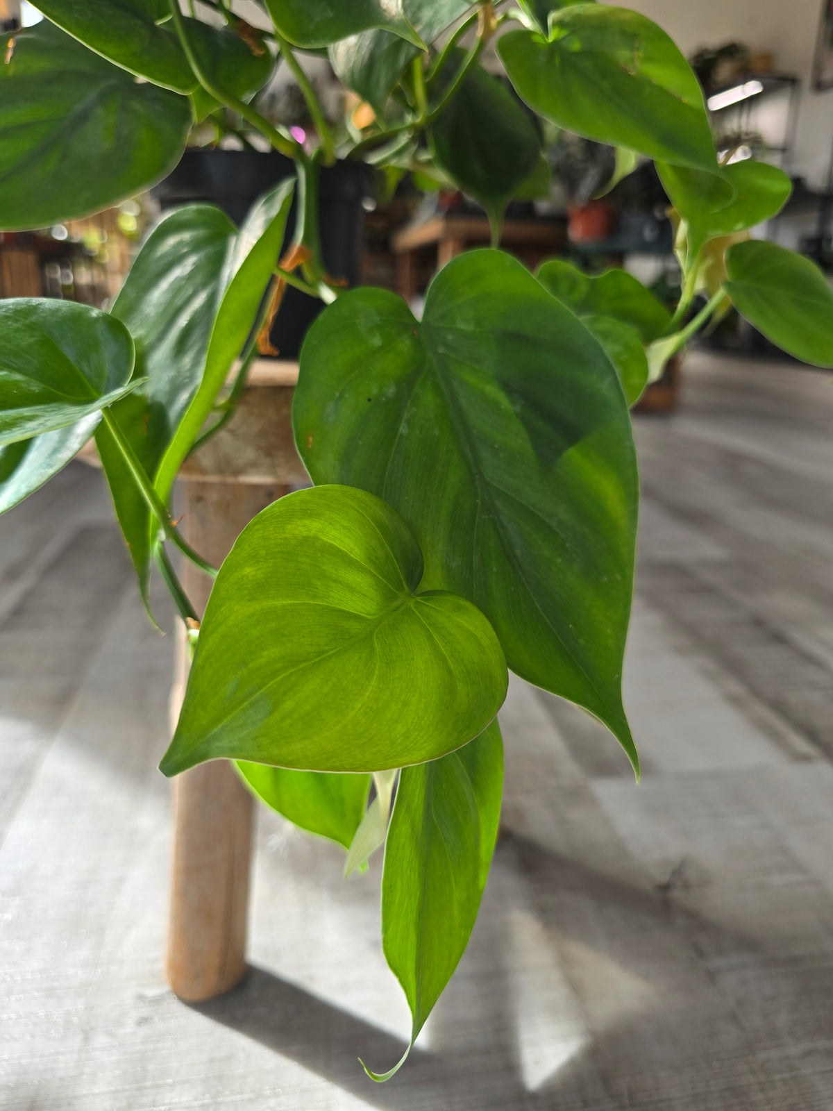 Philodendron scandens
