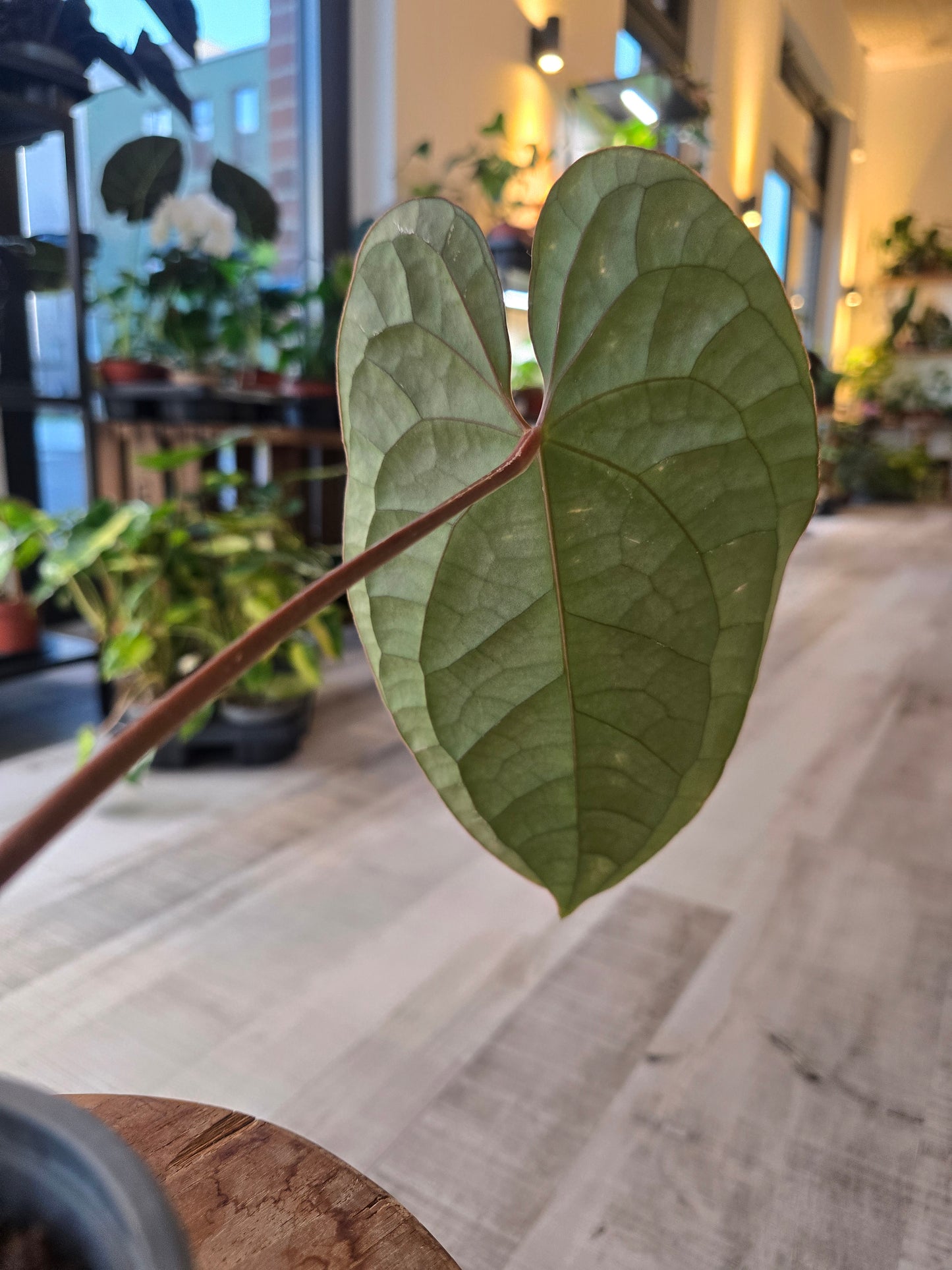 Anthurium Amazon Diamond