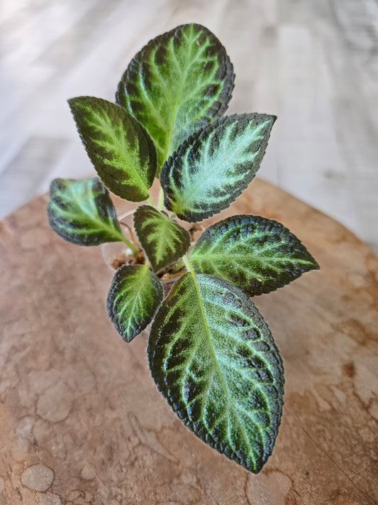 Episcia cupreata 'Silver Shield' (JP)