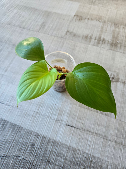 Homalomena rubescens 'Maggy'