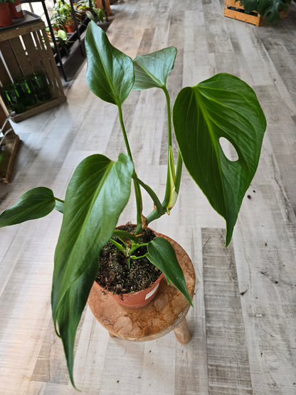 Monstera Burle Marx Flame