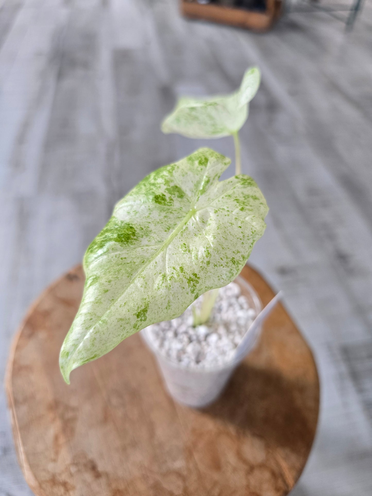 Alocasia Macrorrhiza Splash (JP1)