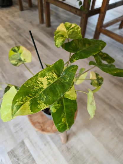 Philodendron Burle Marx 'Variegata'
