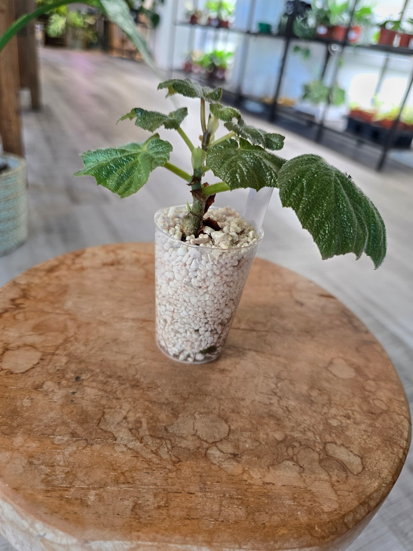Begonia Boomer (RC6)
