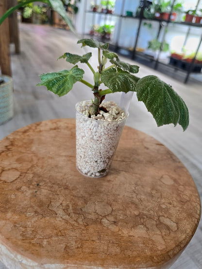 Begonia Boomer (RC6)