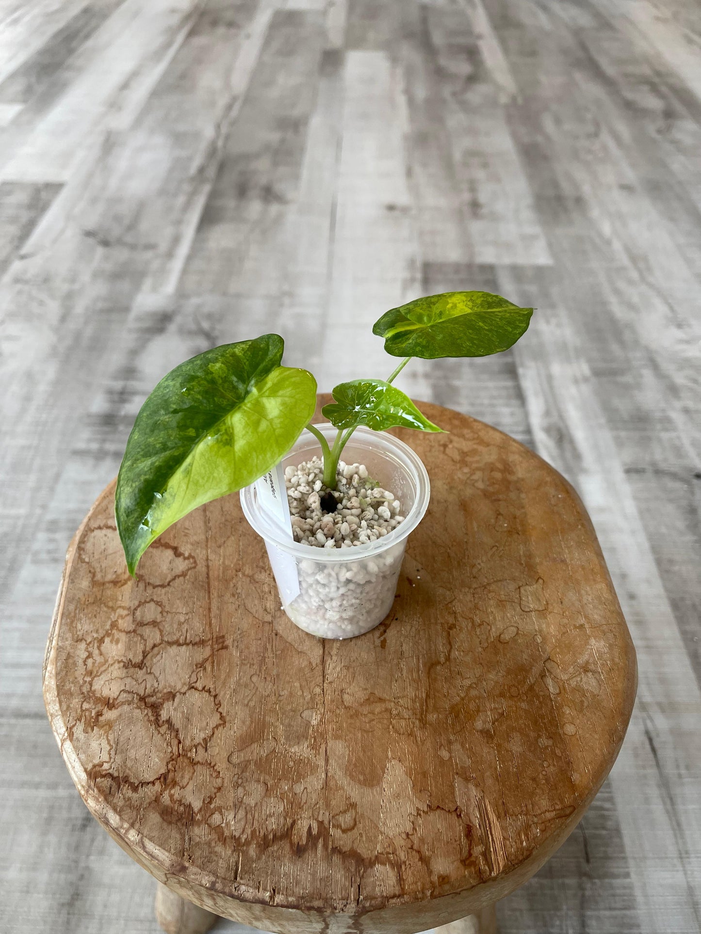 Alocasia Gageana Aurea (JP)