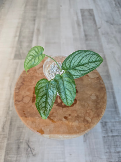 Monstera Siltepecana El Salvador (JP)