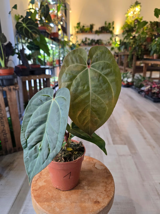 Anthurium Papillilaminum x (Hybrid)