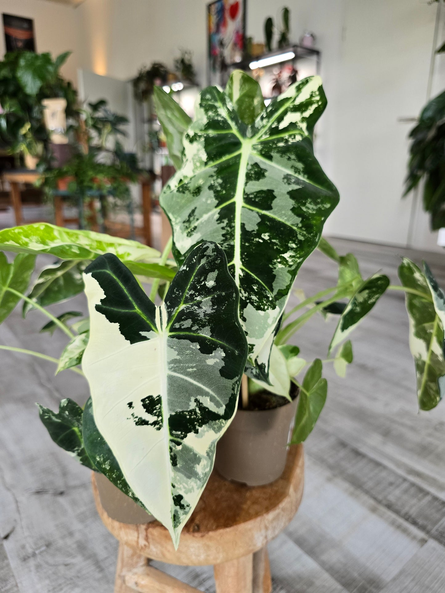 Alocasia Micholitziana 'Frydek variegata'