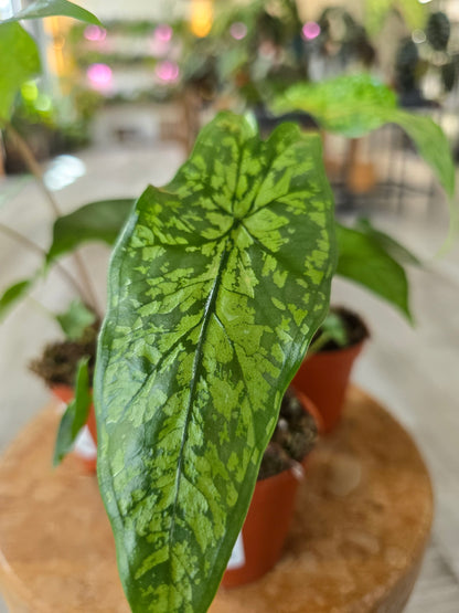 Alocasia Shattered Glass