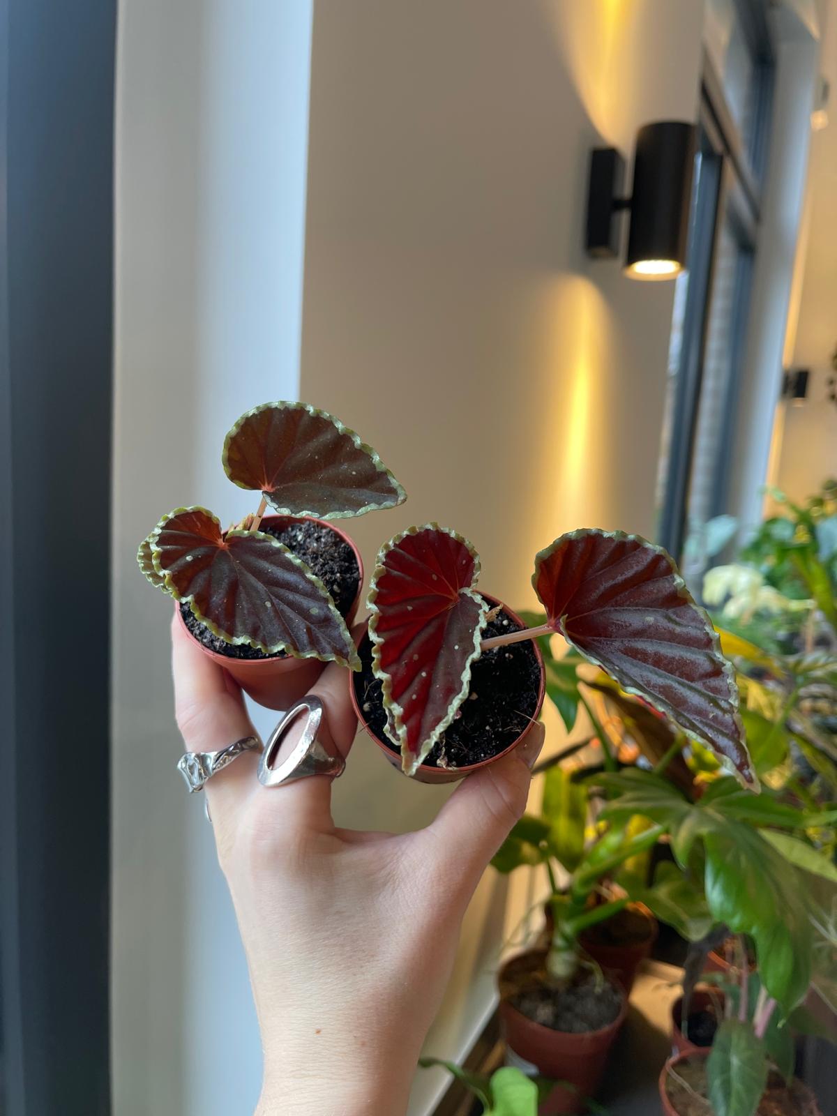 Begonia darthvaderiana 'Green Spots'