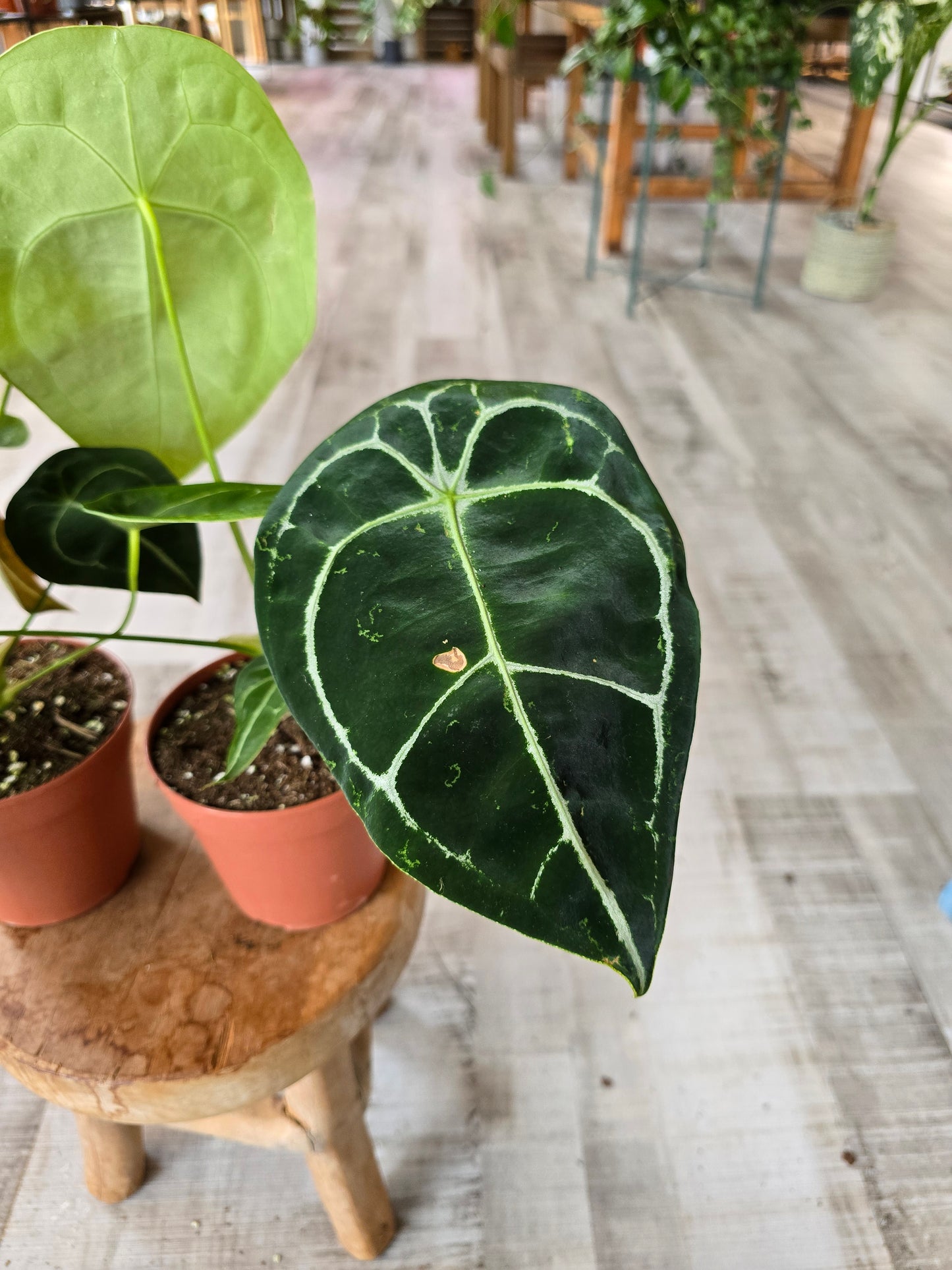 Anthurium Forgetii