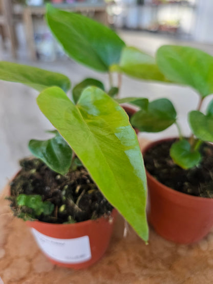Anthurium Pinkleyi