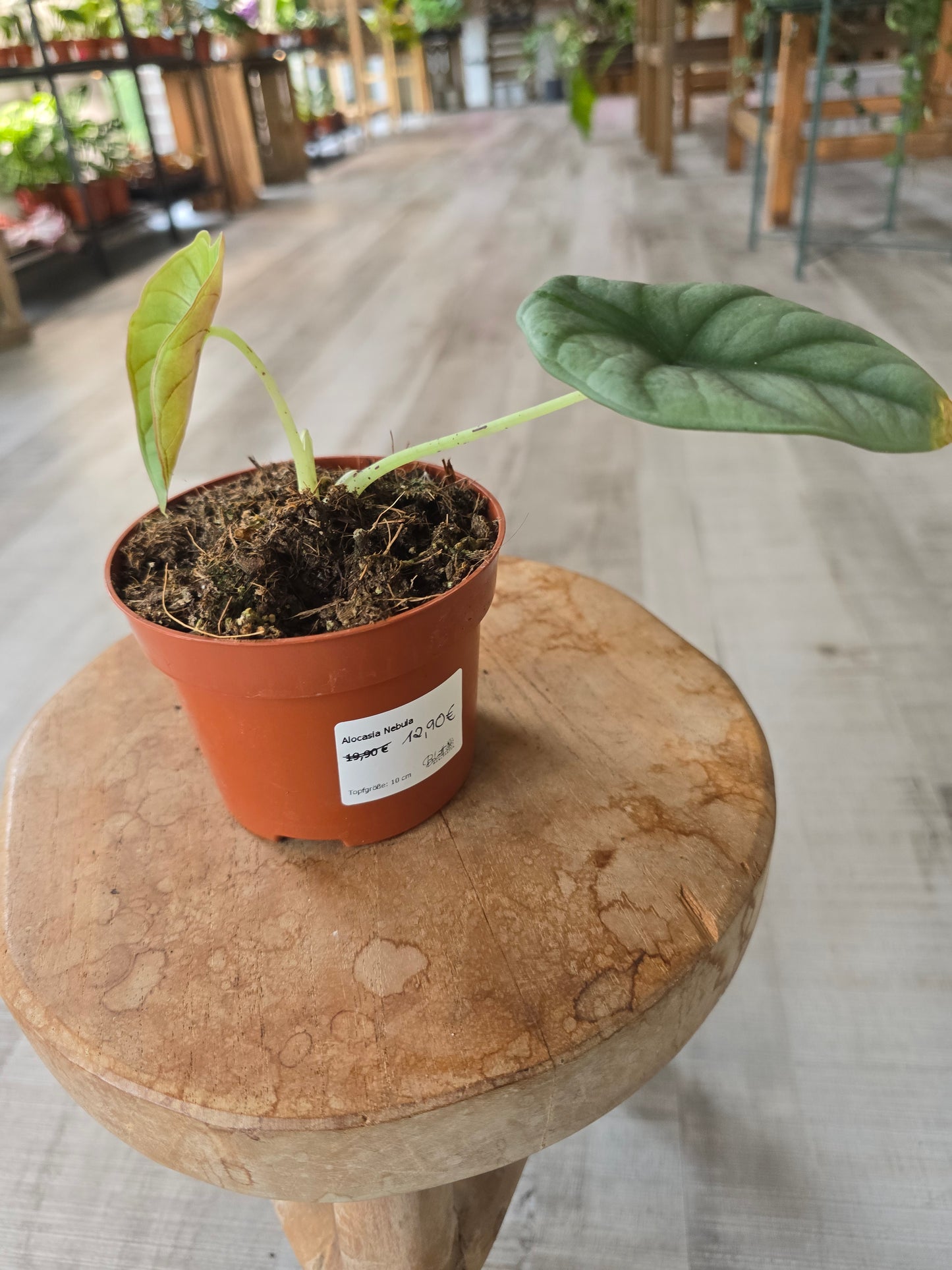 Alocasia Nebula (SC)