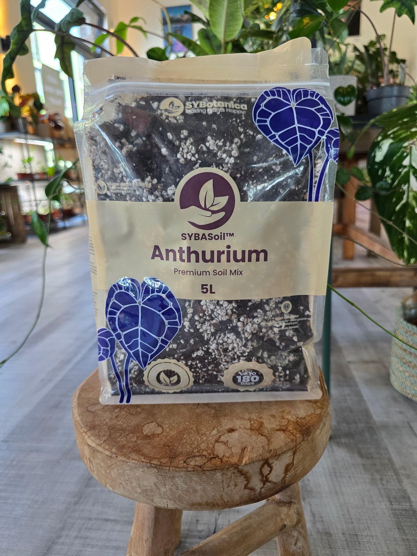 Anthurium Mix