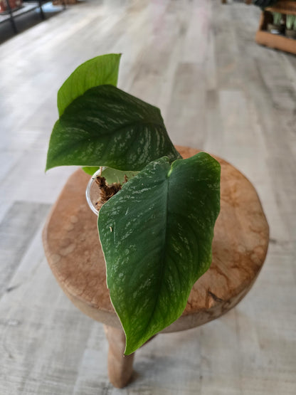 Monstera dubia (RC)