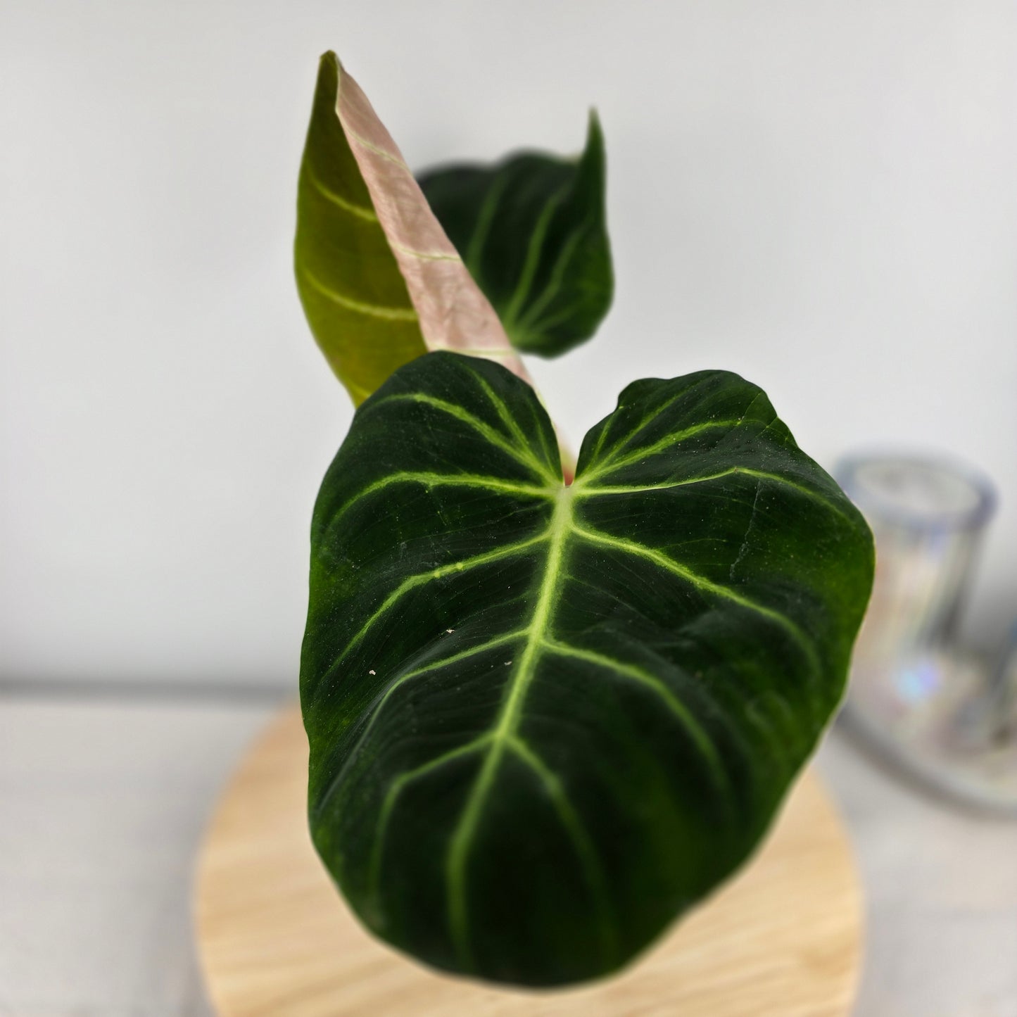 Philodendron luxurians