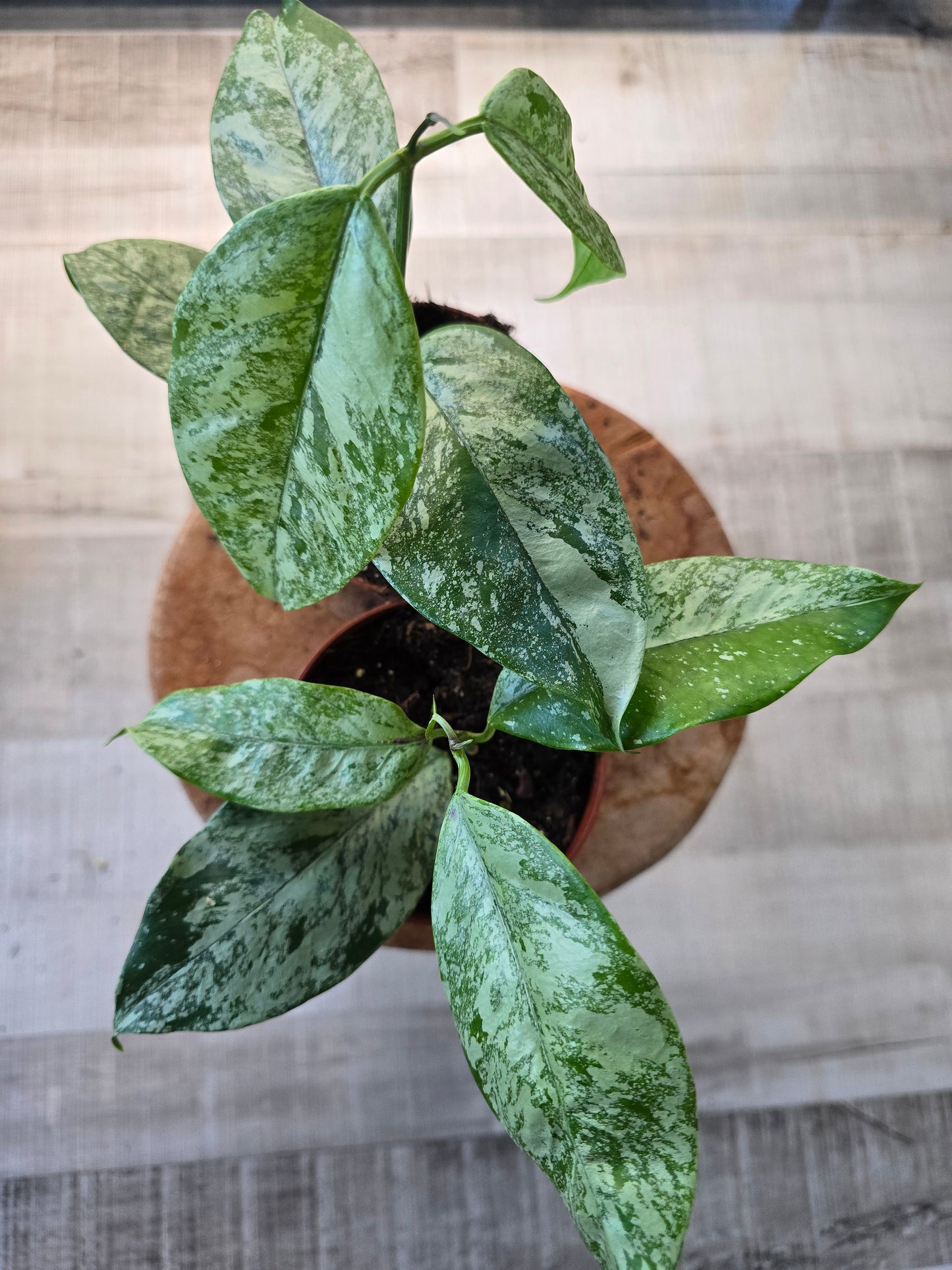 Hoya coriacea silver