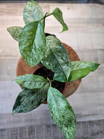 Hoya coriacea silver