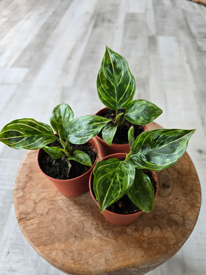 Aglaonema 'Red Army