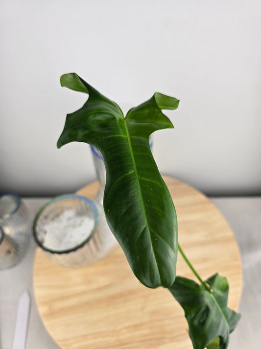 Philodendron Longilobatum Lelano Miyano