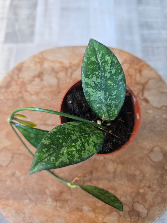 Hoya 'Crassipetiolata' Splash (1)