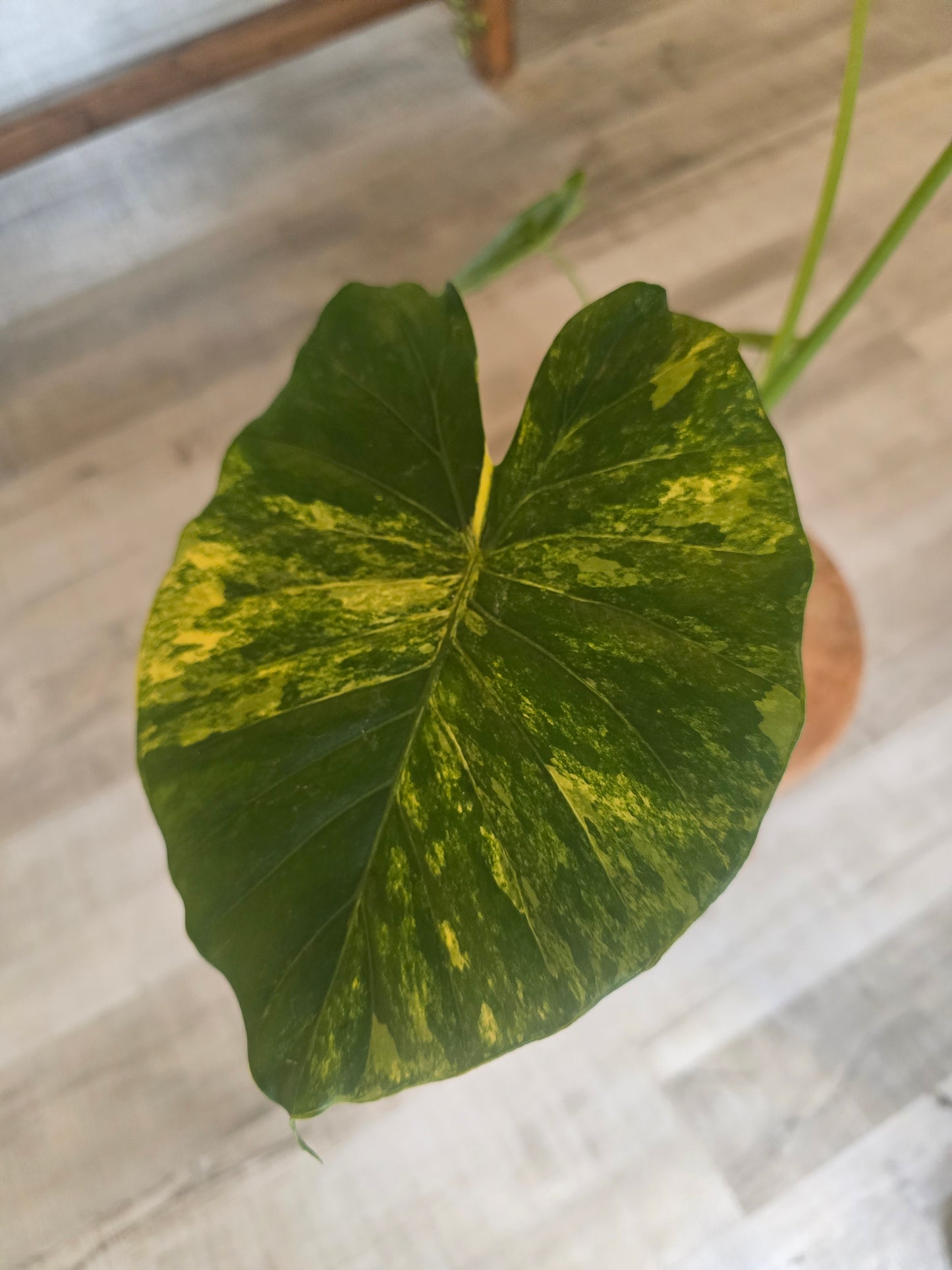 Alocasia macrorrhiza 'Aurea Variegata'