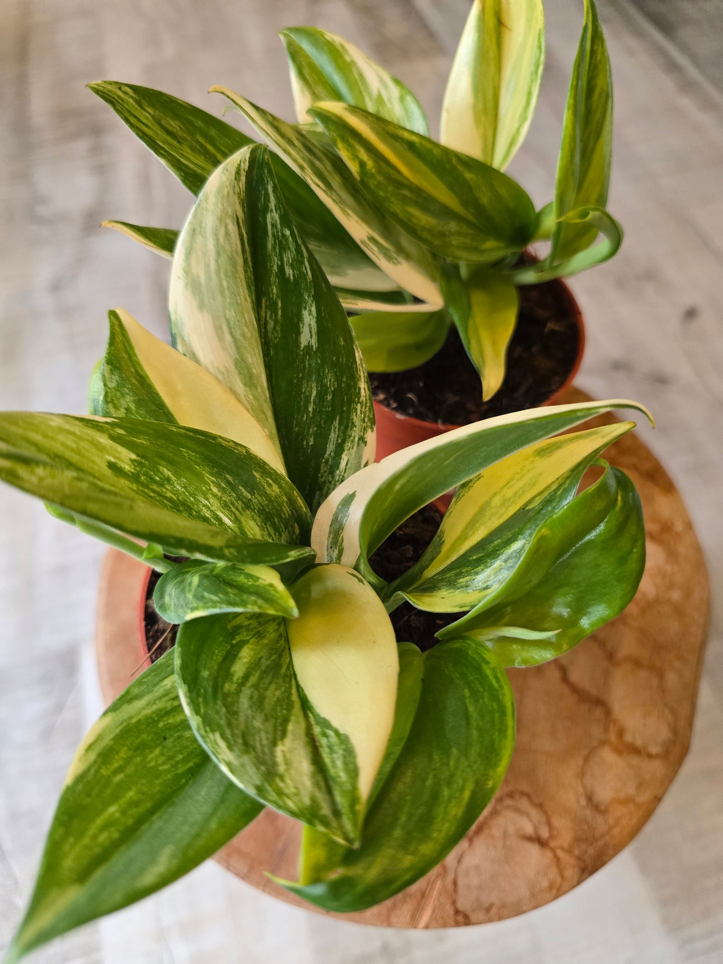 Scindapsus treubii Tricolor