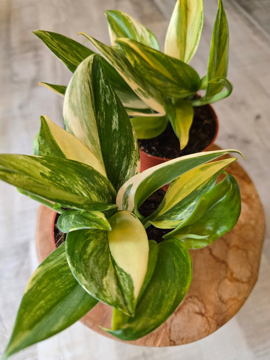 Scindapsus treubii Tricolor