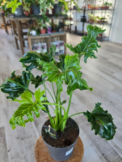 Philodendron Atlantis