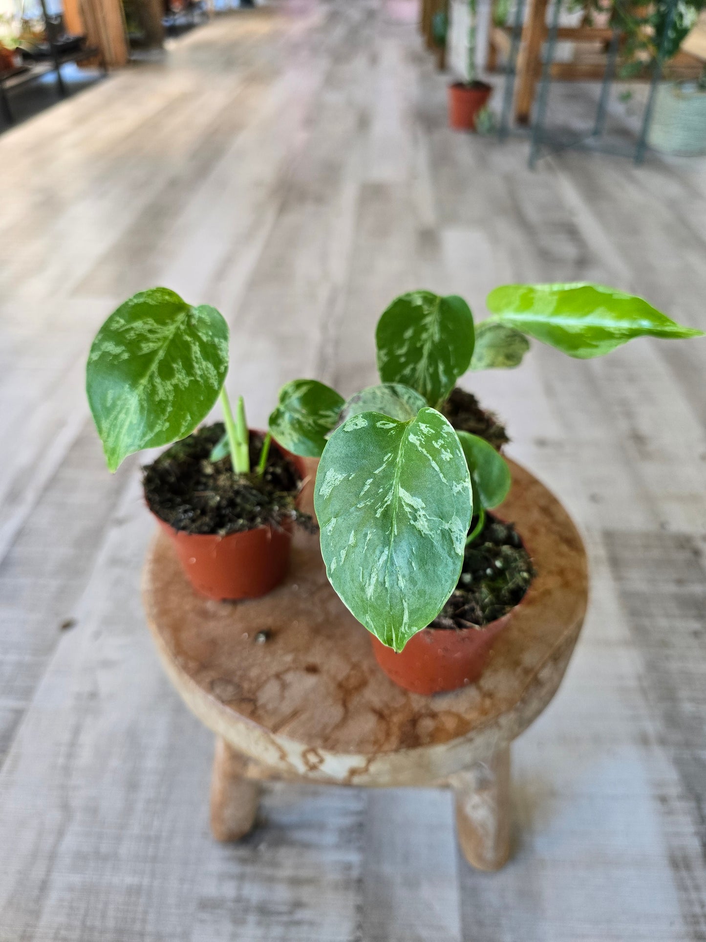 Monstera Bulbasaur