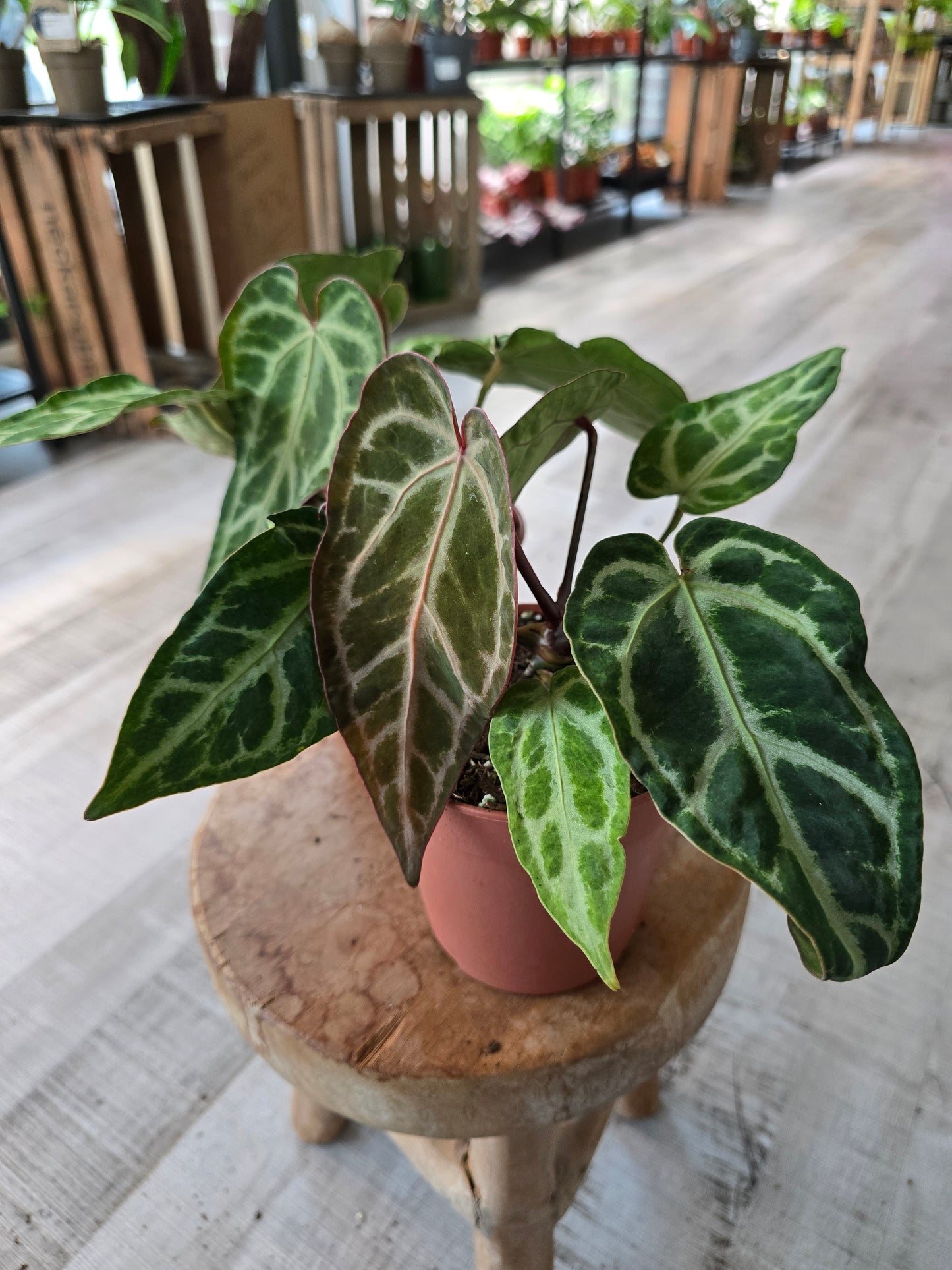 Anthurium Snow Queen Mutation