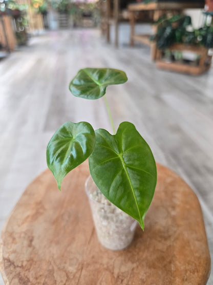 Alocasia Frydek (JP)
