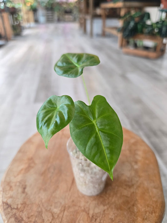 Alocasia Frydek (JP)