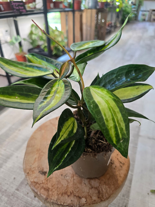 Hoya latifolia 'Pot of Gold'
