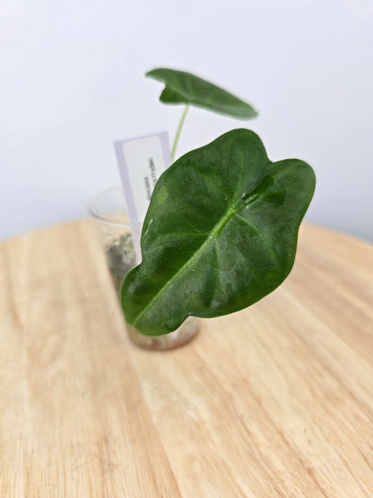 Alocasia Micholitziana Frydek (JP)