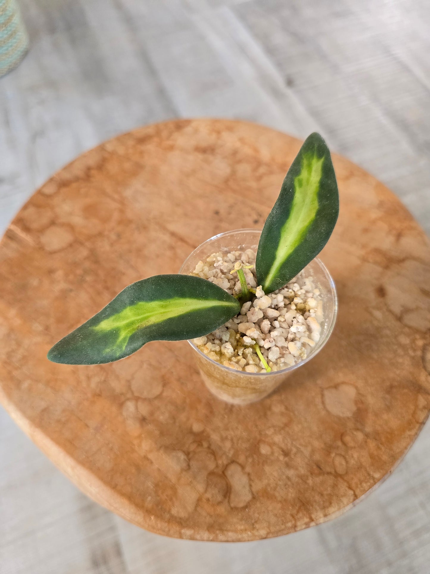 Hoya DS 70 variegata (JP)