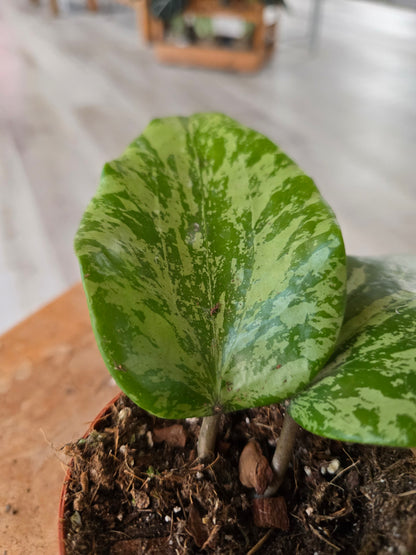 Hoya glabra splash