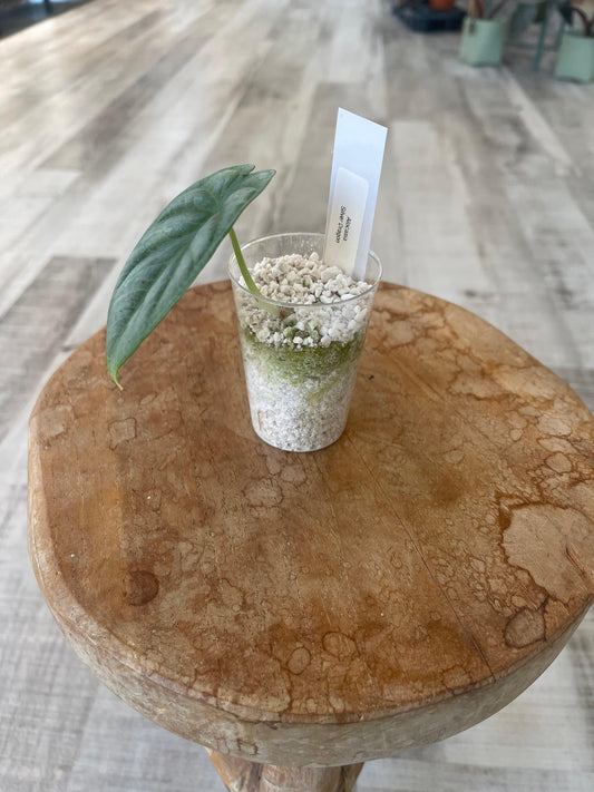 Alocasia Silver Dragon (JP)