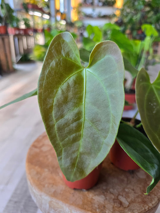 Anthurium Napo