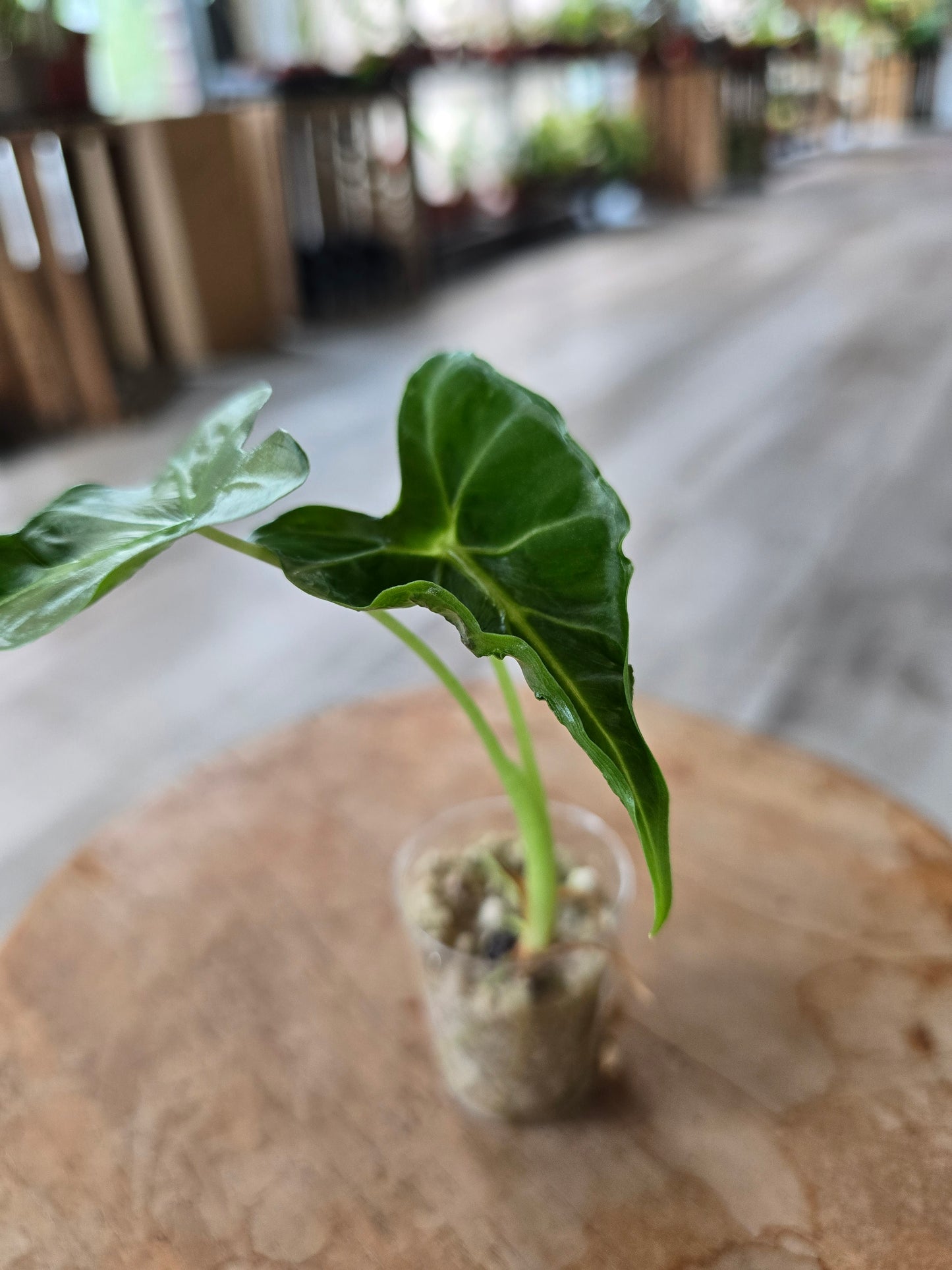 Alocasia Frydek Tattoo (JP)