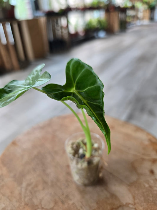 Alocasia Frydek Tattoo (JP)