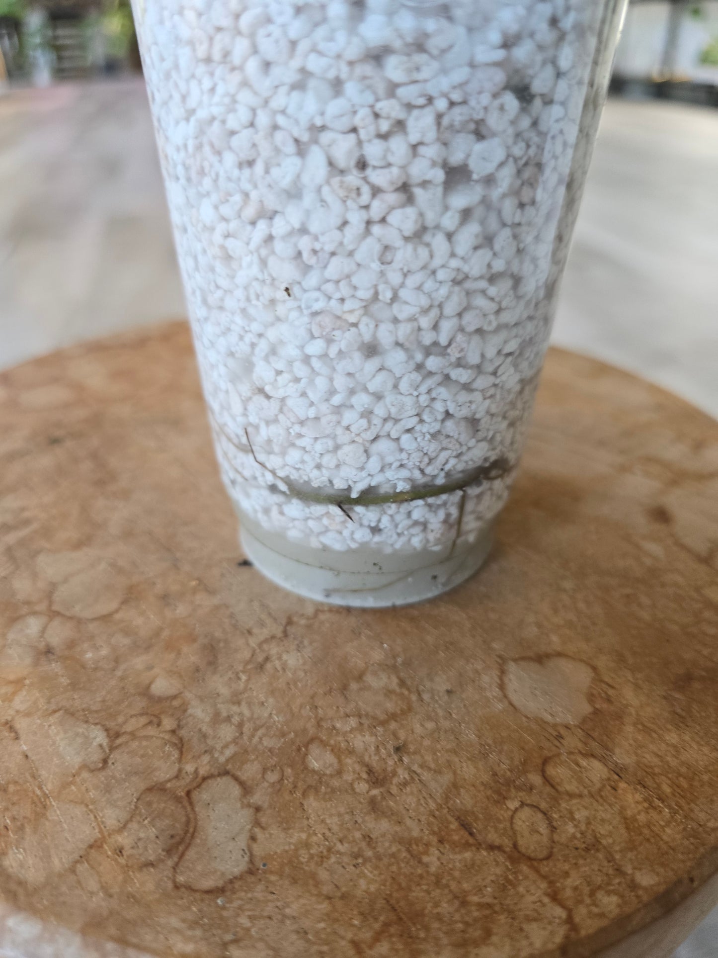 Epipremnum Cebu Blue (RC)