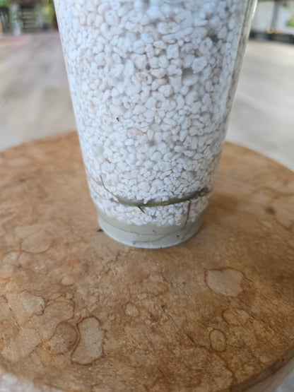Epipremnum Cebu Blue (RC)